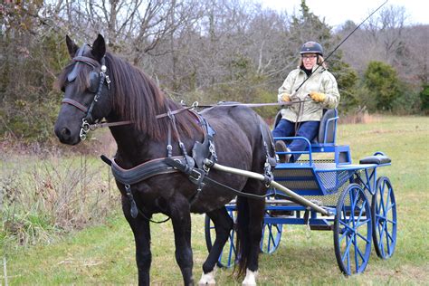 cart horses for sale